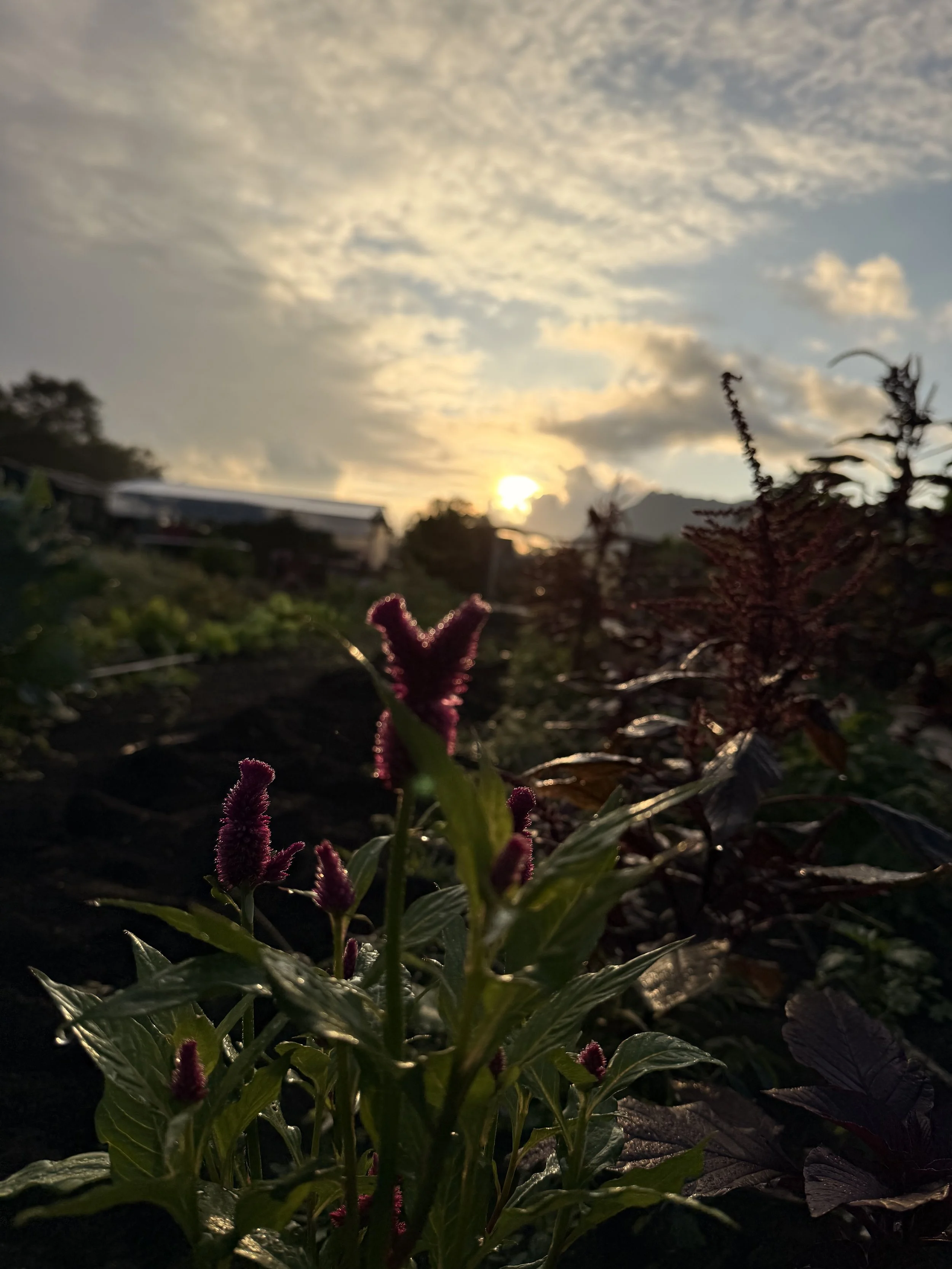 IMG_8597.jpeg