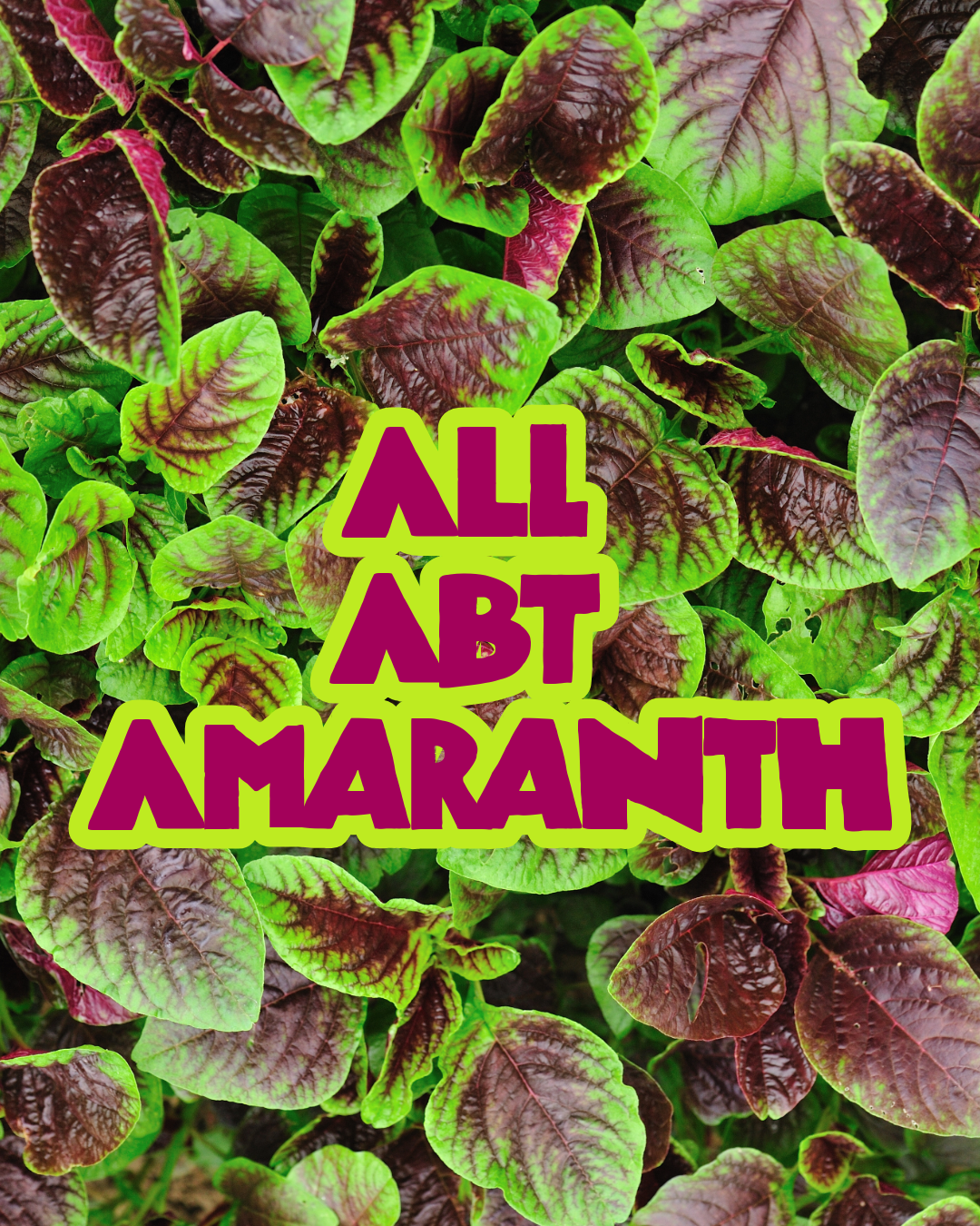All About Amaranth