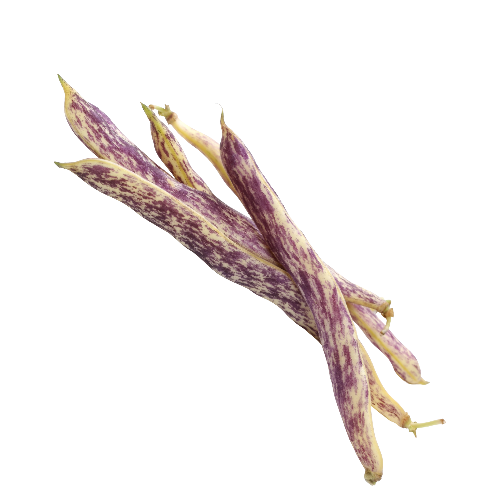 Dragon Tongue Beans