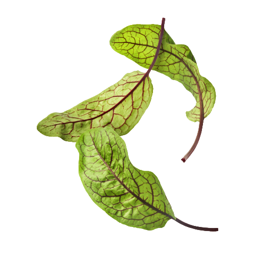 Red Tabby Spinach