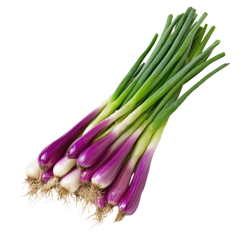 Deep Purple Green onion