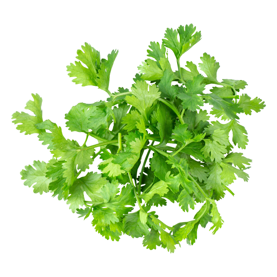 Cruiser Cilantro