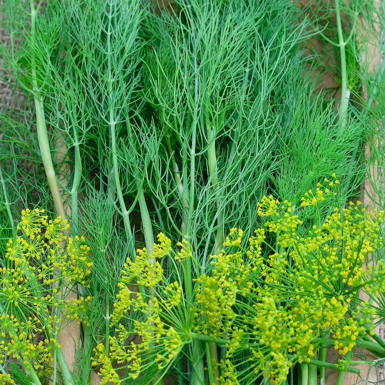 Bouquet Dill
