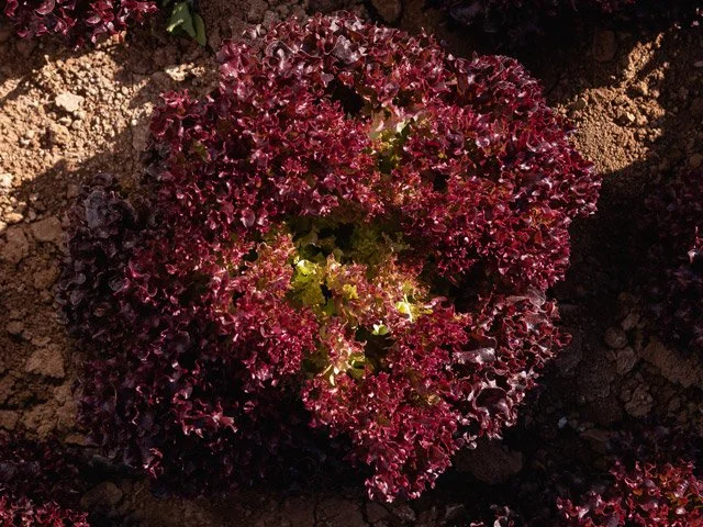 li022_thea-lollo-rossa-lettuce-whole-head.jpg