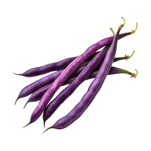 Purple Bush Beans