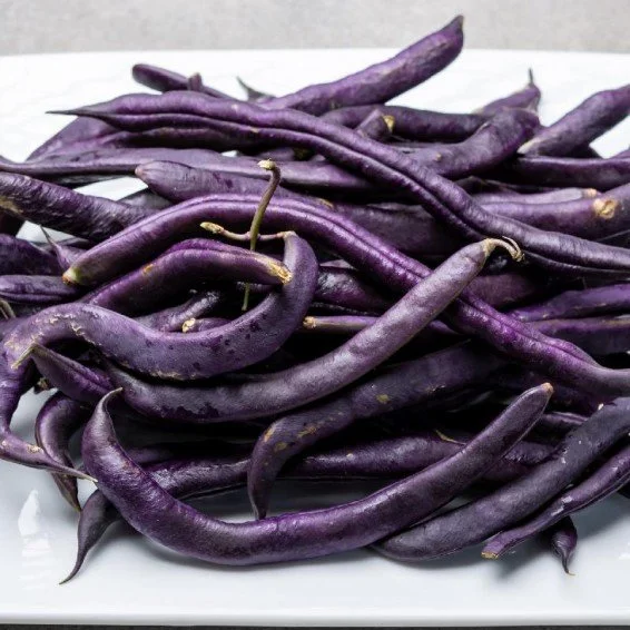VBEGROB-B-Royal-Burgundy-Green-Bush-Bean-Seeds_medium.jpg