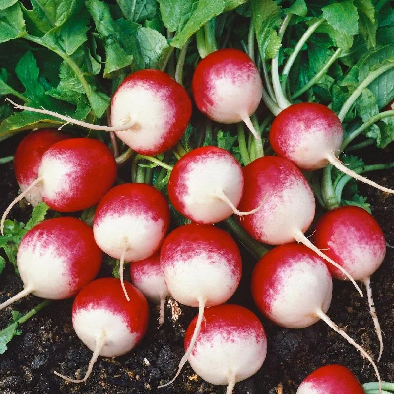 VRADSWT-A-Sparkler-White-Tip-Radish-Seeds.jpg