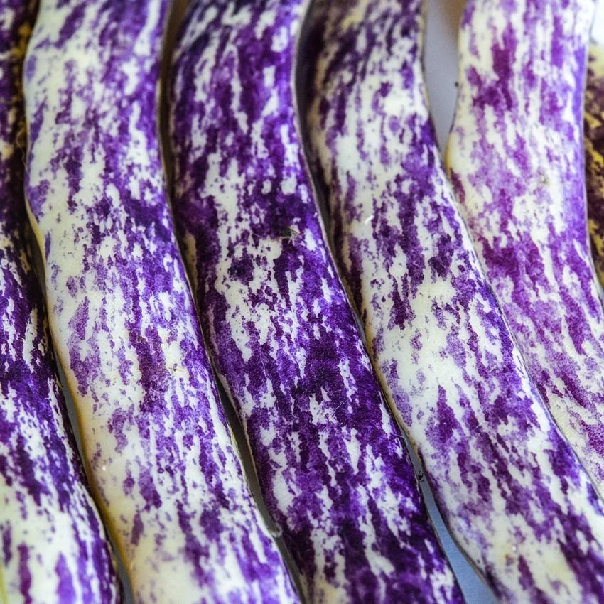 bean-bush-dragon-tongue-lss-dsc_0747.jpg