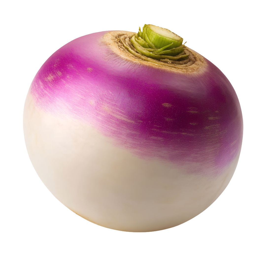 Purple Top White  Globe Turnips