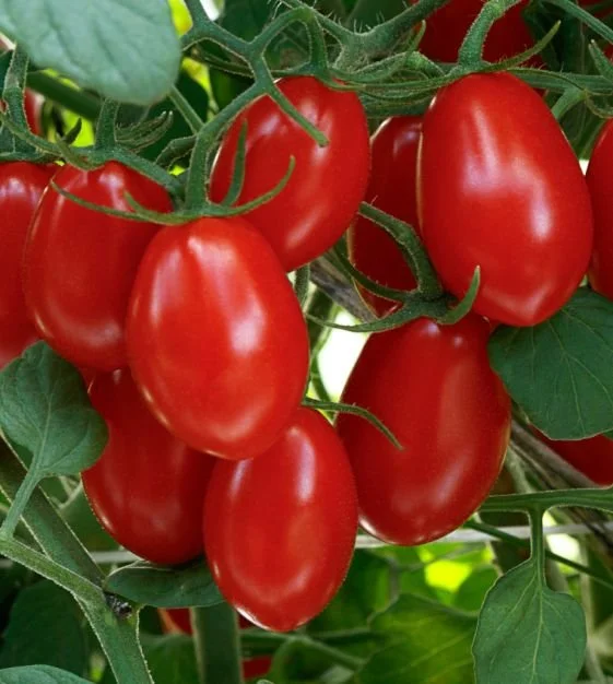 tomato-sweethearts-w.jpg