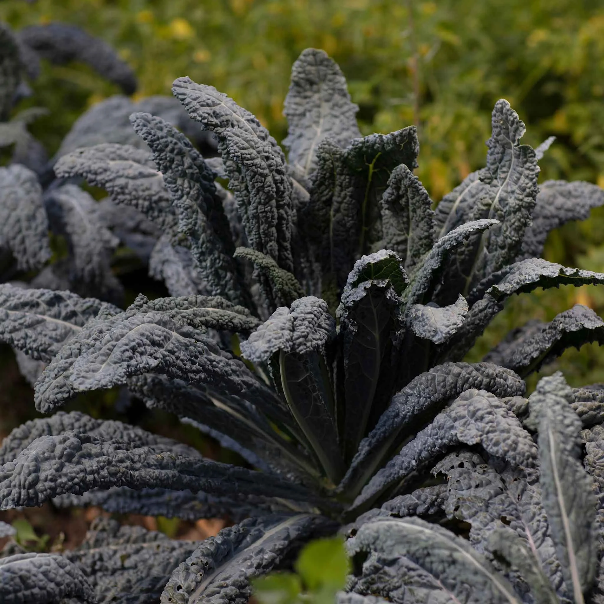 kale-black-magic-shk-1-1.jpg