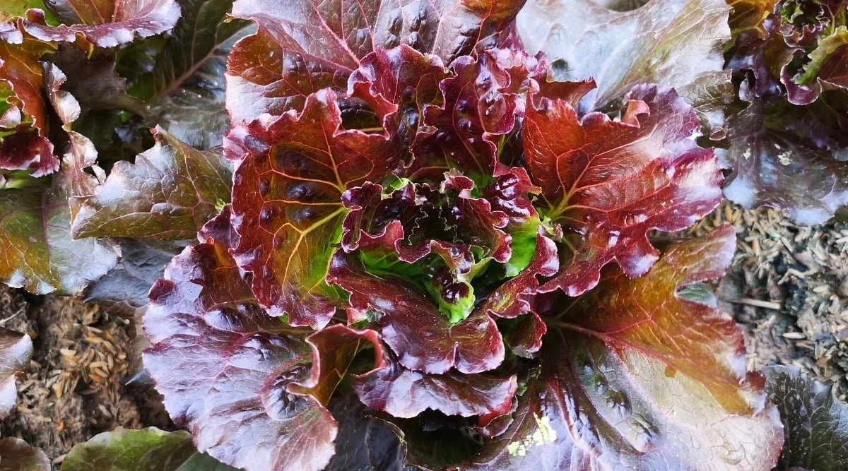 Cherokee-lettuce.jpg