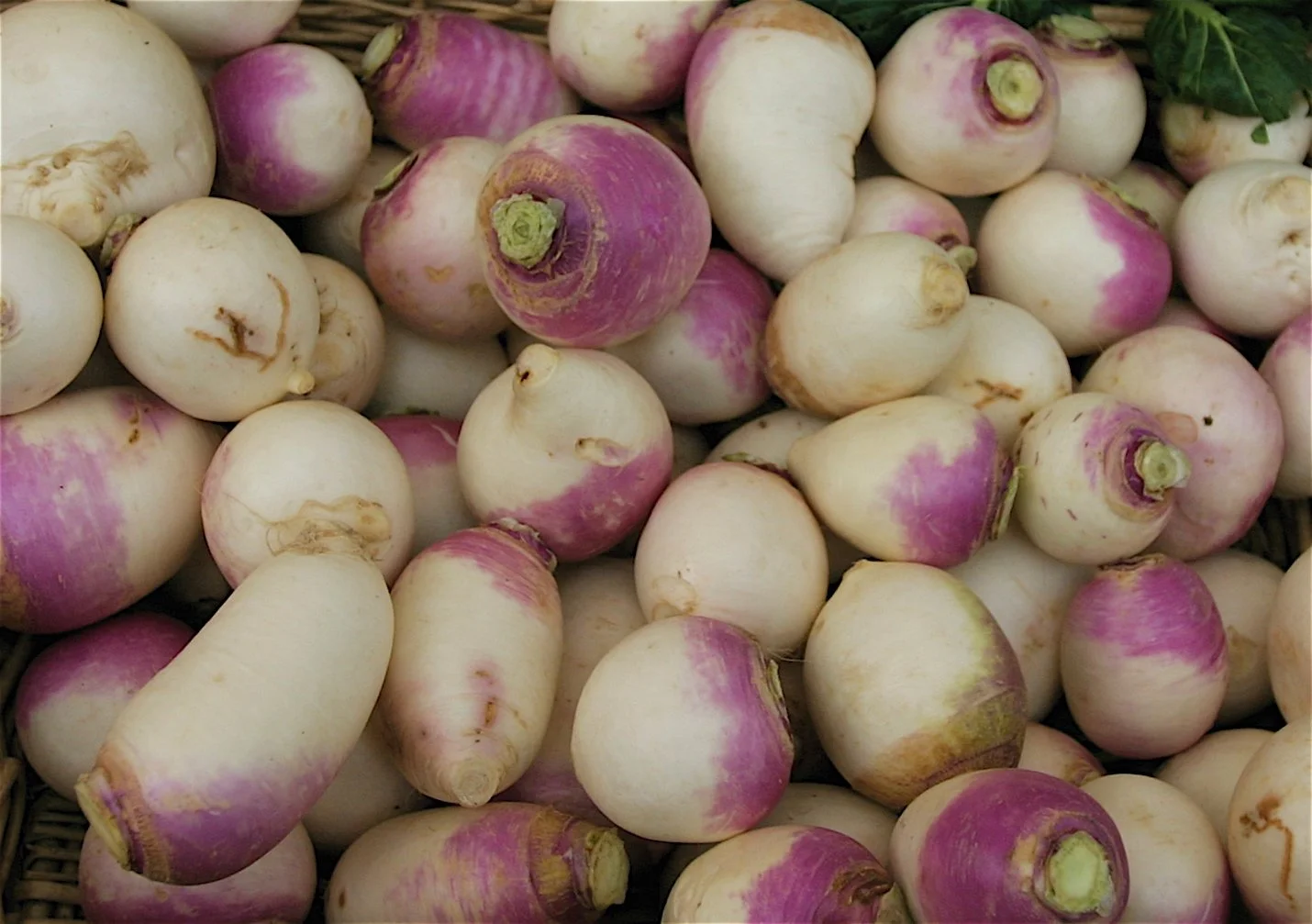 TurnipsInBasket.jpg
