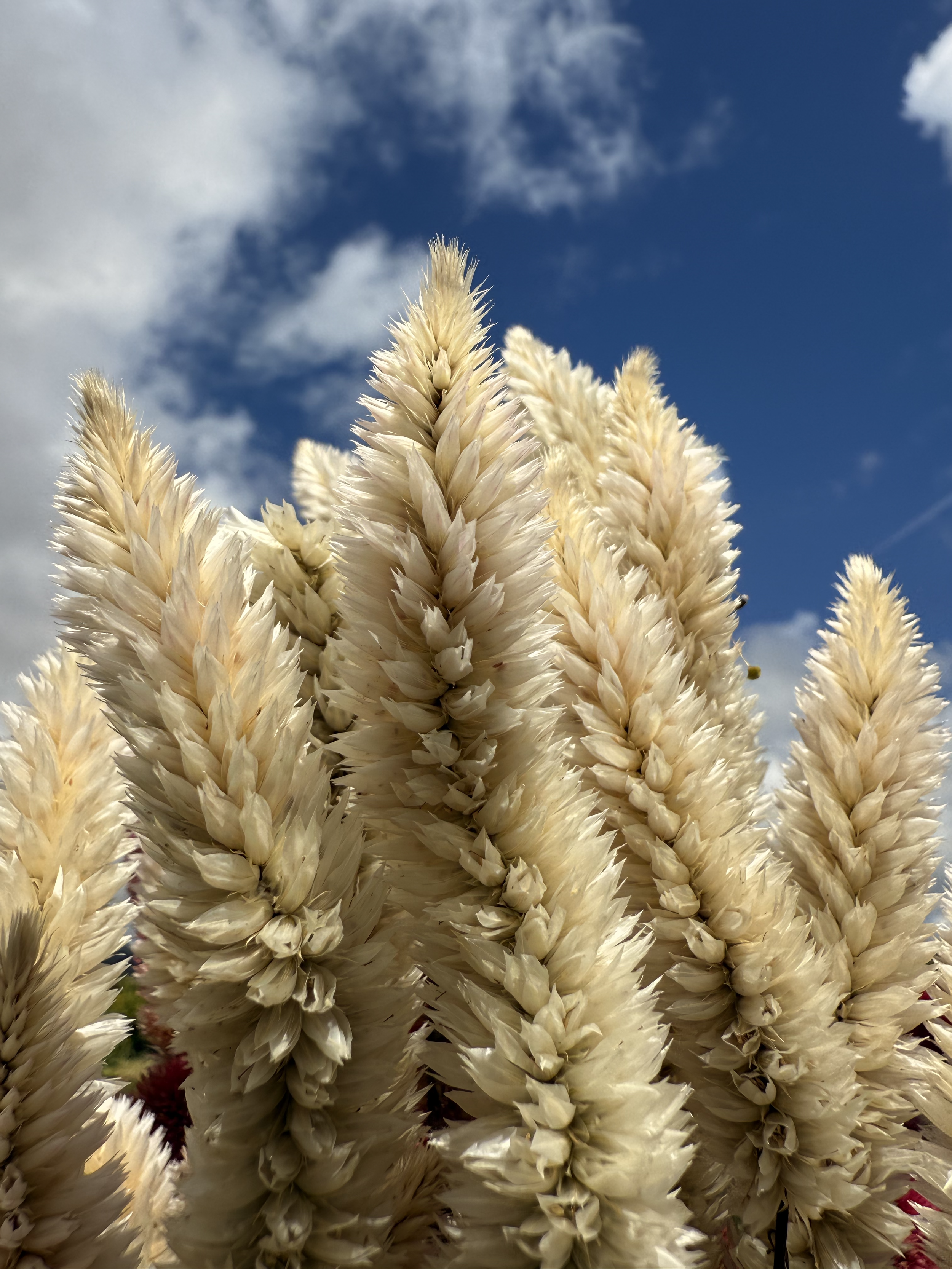 DRIED WHITE CELOSIA