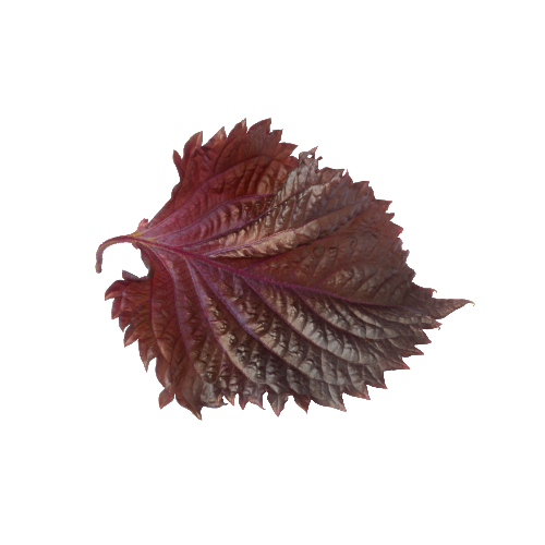 Red Shiso