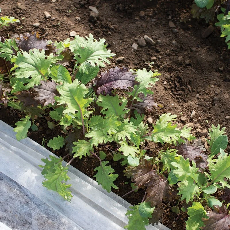 04091g_02_kalebration_kale_mix.jpg