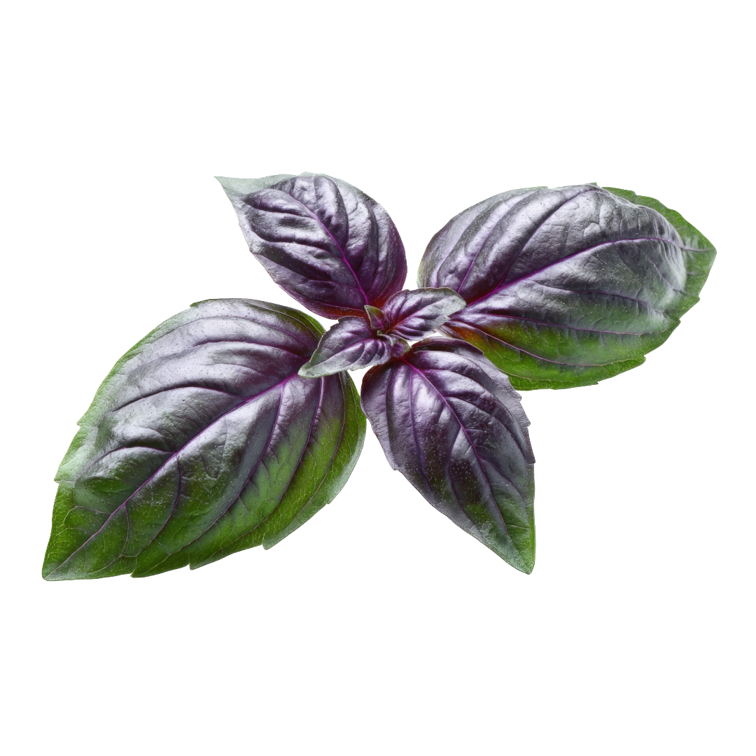 Amethyst Basil