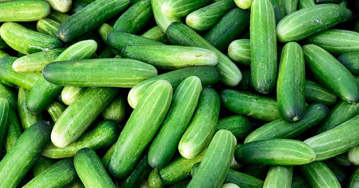 Types-of-Cucumbers-FB.jpg