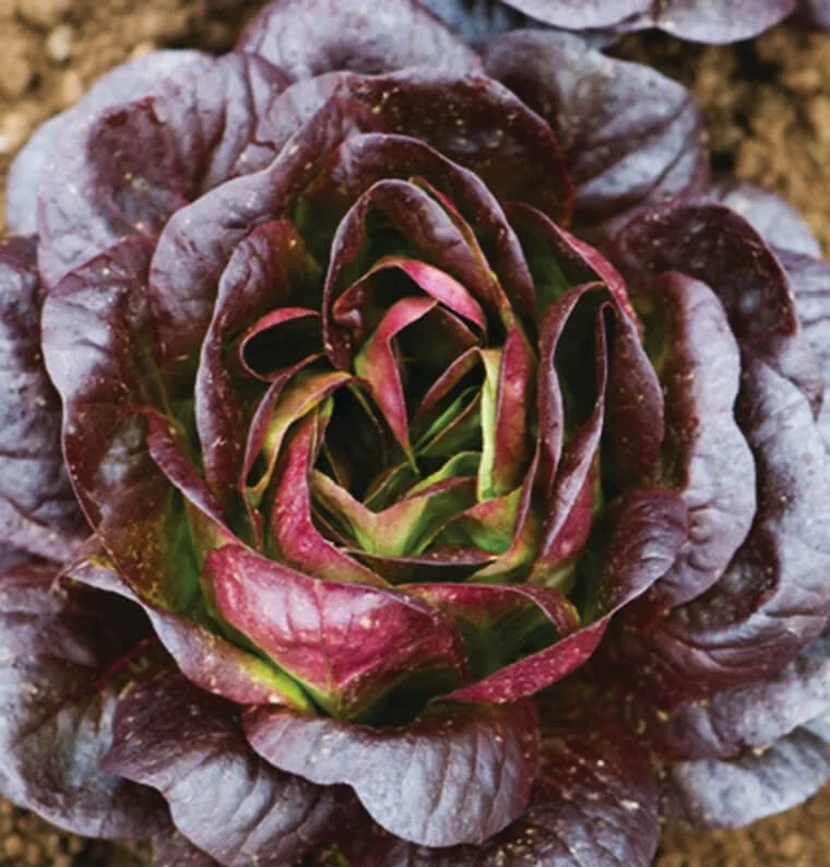 Lettuce-Salanova-Red-Butter-1.jpg