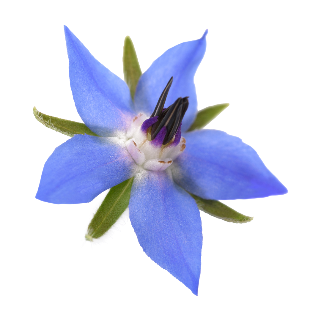 Borage
