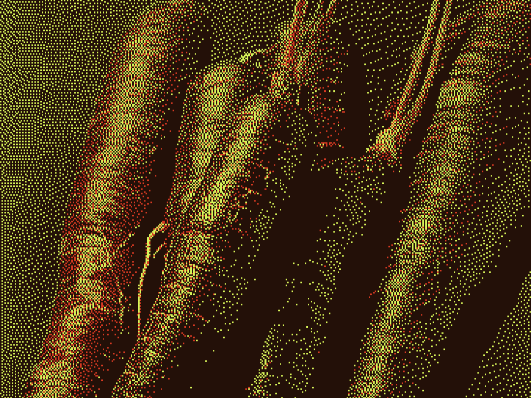How a Carrot Gets its color