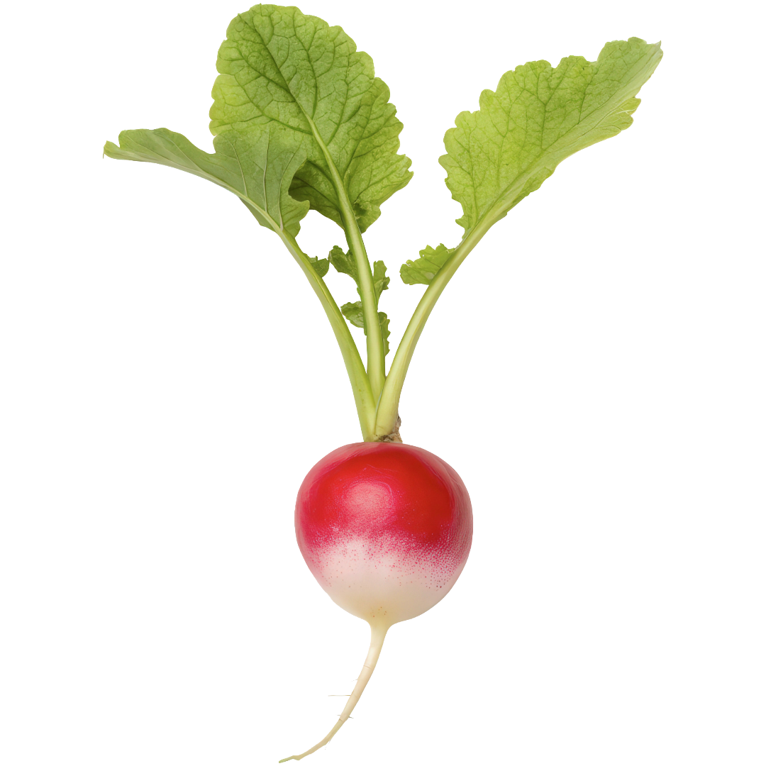 Sparkler White Tip Radish