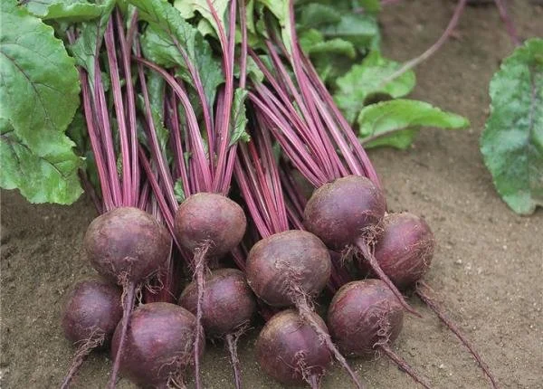 GZ_006984_Red_Beet_Rhonda.jpg
