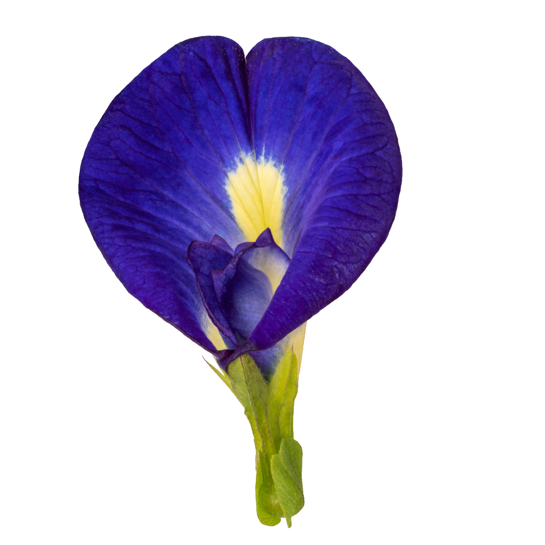 Butterfly Pea