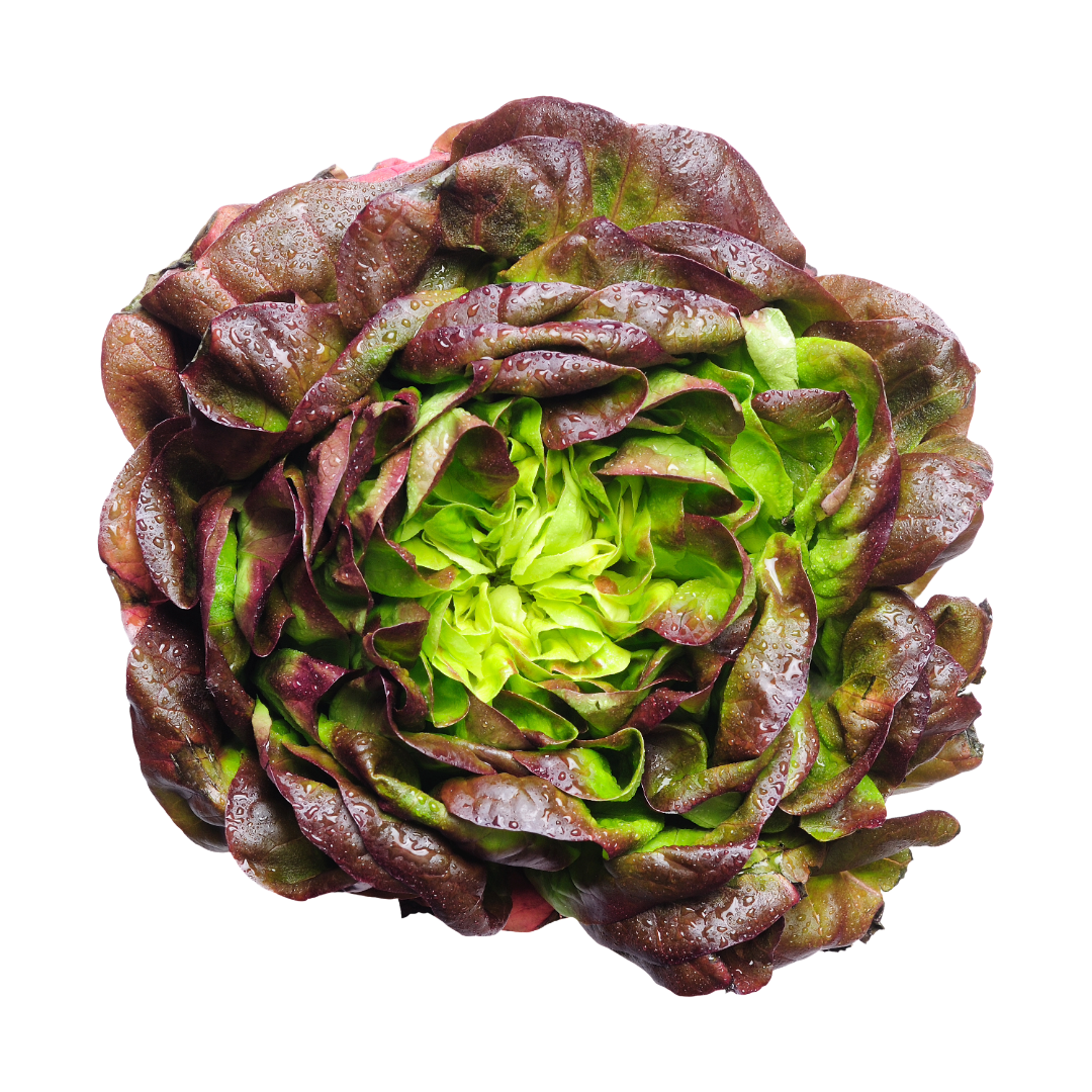 Red Salanova Lettuce