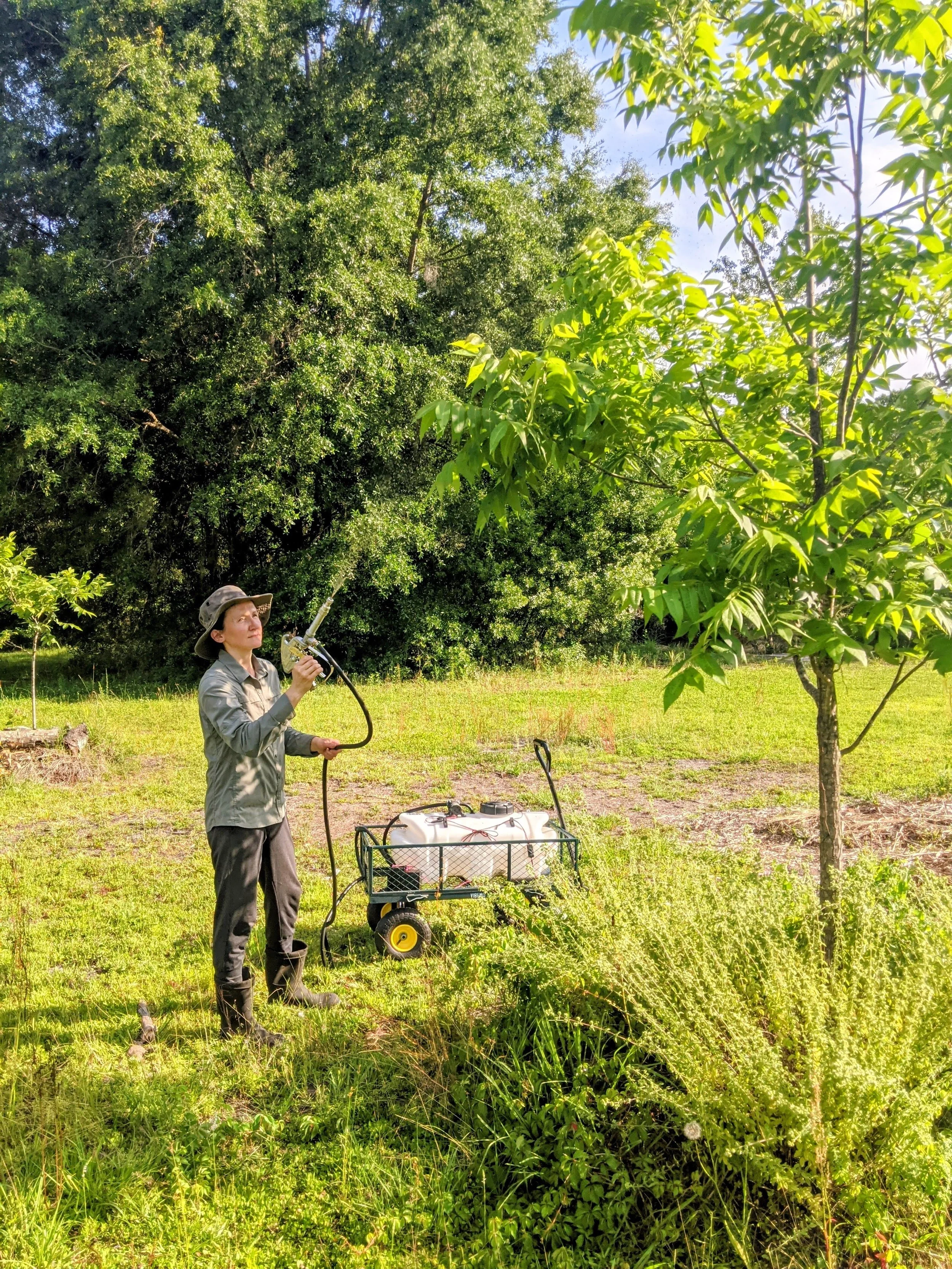 COMPOST TEA FOLIAR APPLICATION
