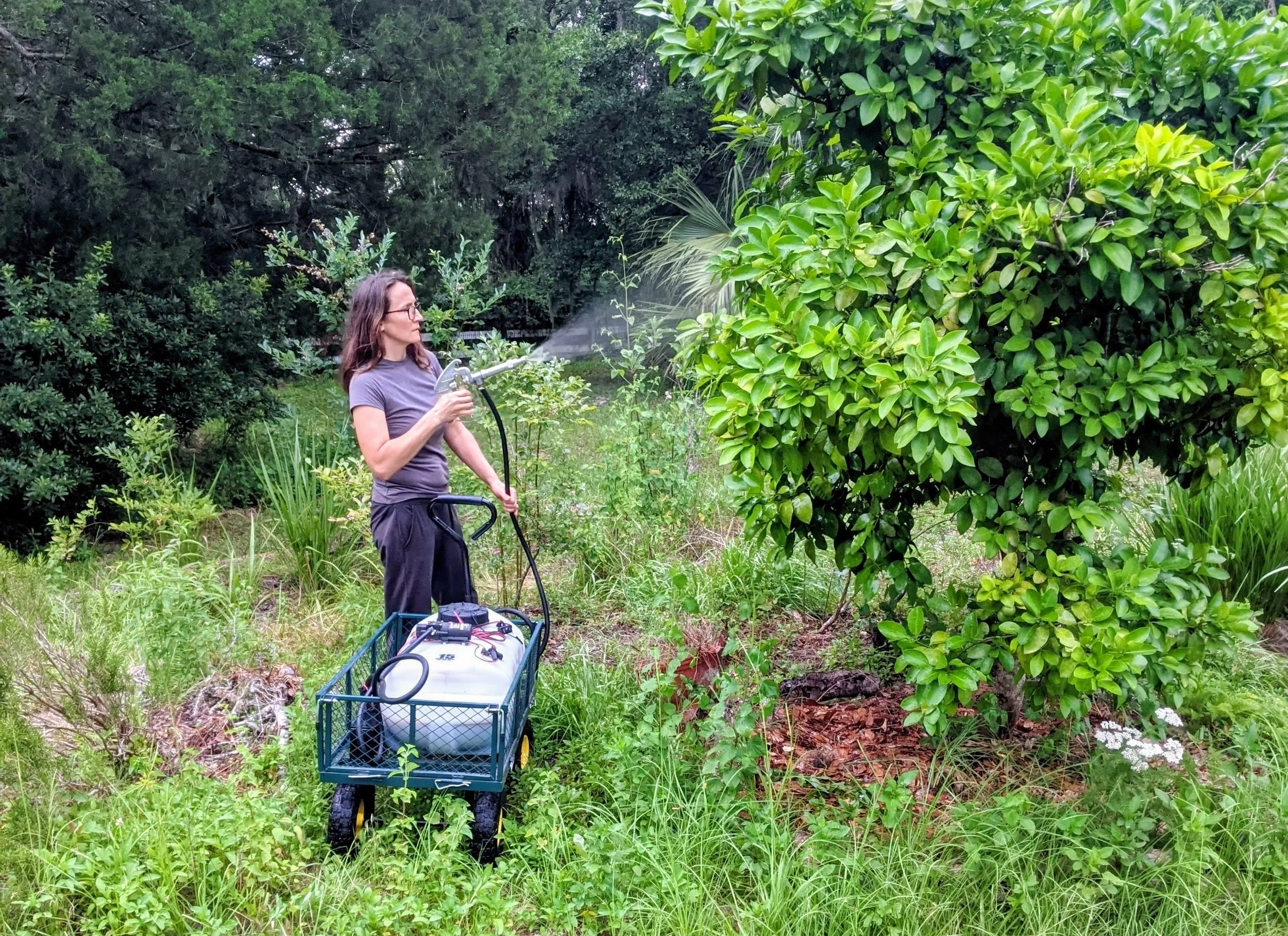 Application of biologically active compost tea to a citrus tree