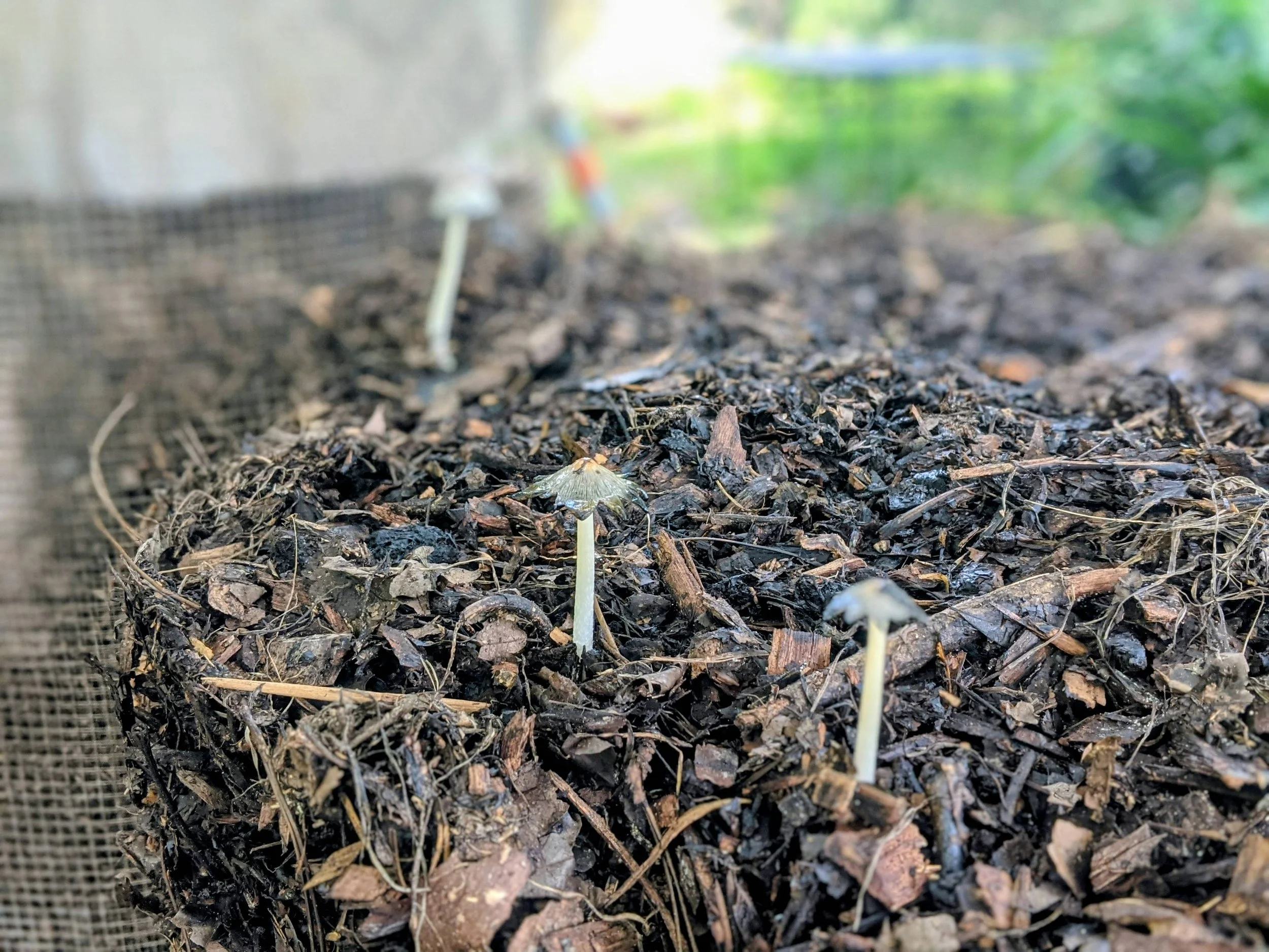 Thermophilic compost pile
