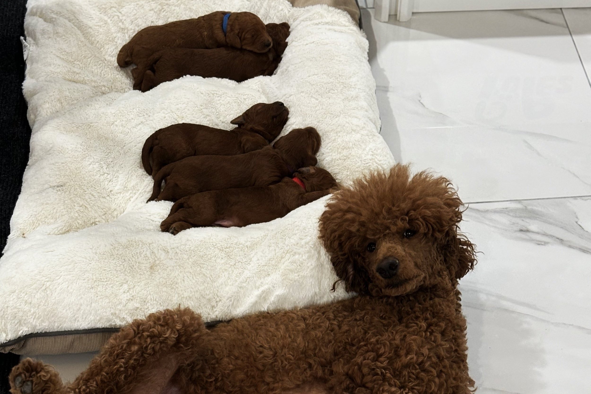 Mama Gigi with her pups