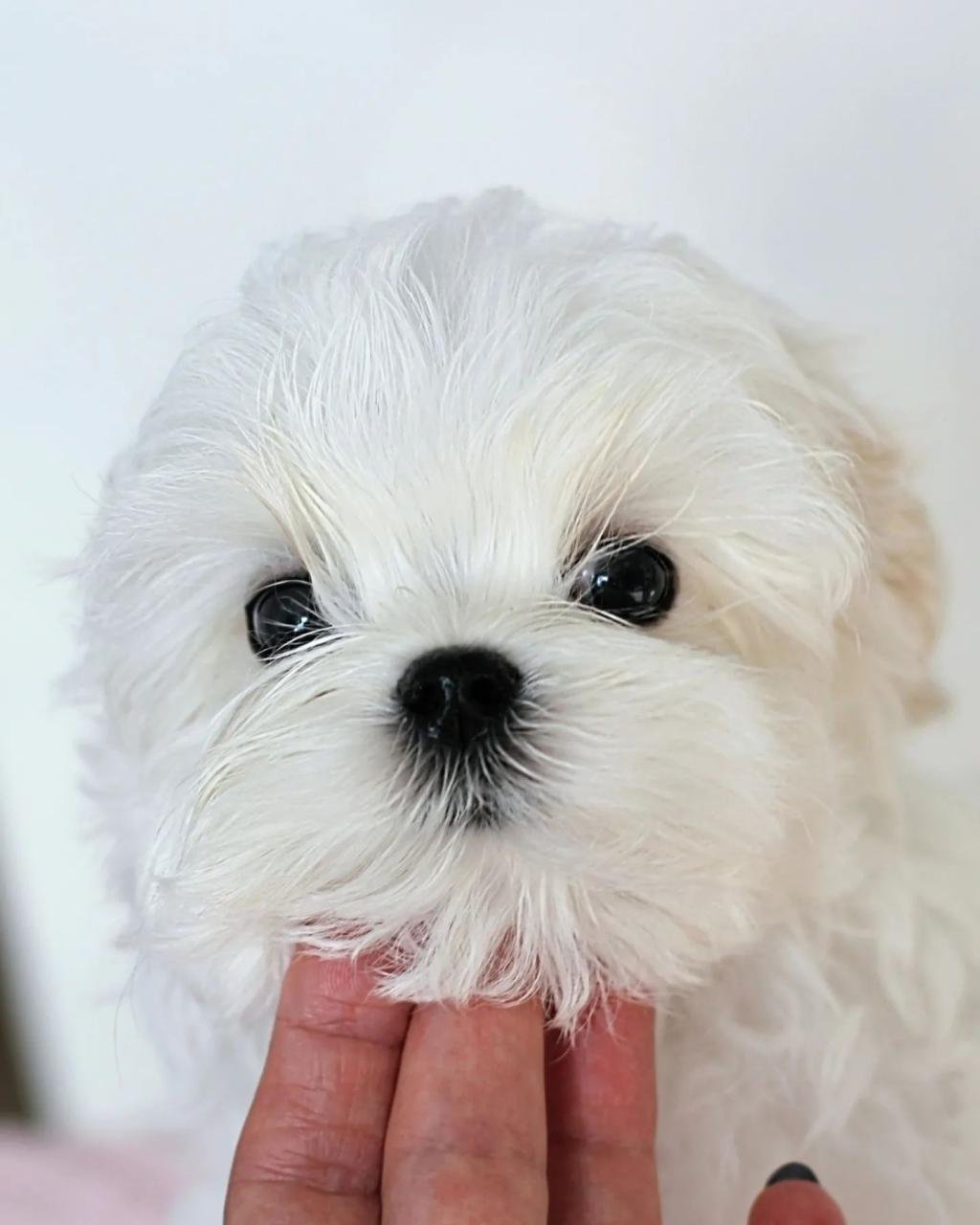 korean maltese pup.jpg