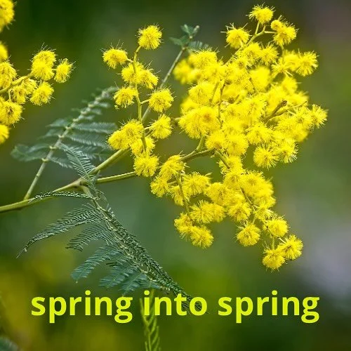 We&rsquo;re moving towards early spring energy&hellip;.time to clear heaviness from winter while gently awakening the Liver system.  Tip for Today.  Include more greens like bitter greens (rocket, dandelion leaves, kale) into your daily diet to awake