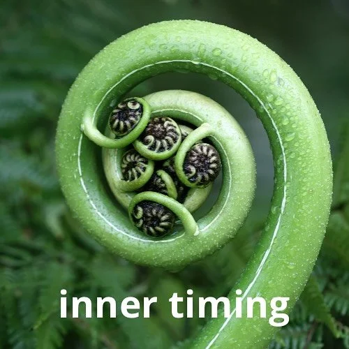 Spring is alive with Gall Bladder energy where timing and perception is more prevalent.  Honouring this energy means trusting the natural pace of life rather than rushing and resisting.  In everyday moments, this energy reminds us that clarity and ea