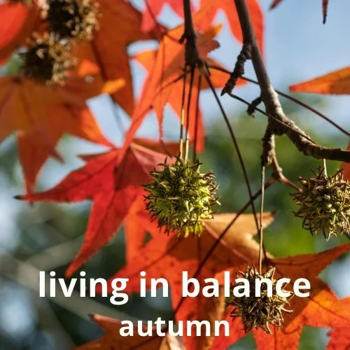 Autumn asks for a different rhythm.  Earlier evenings.  Warmer meals.  More rest.  In Chinese medicine, health is not created through intensity&hellip; but through living in relationship with the season we are in.  #autumn  #chinesemedicine #chinesem