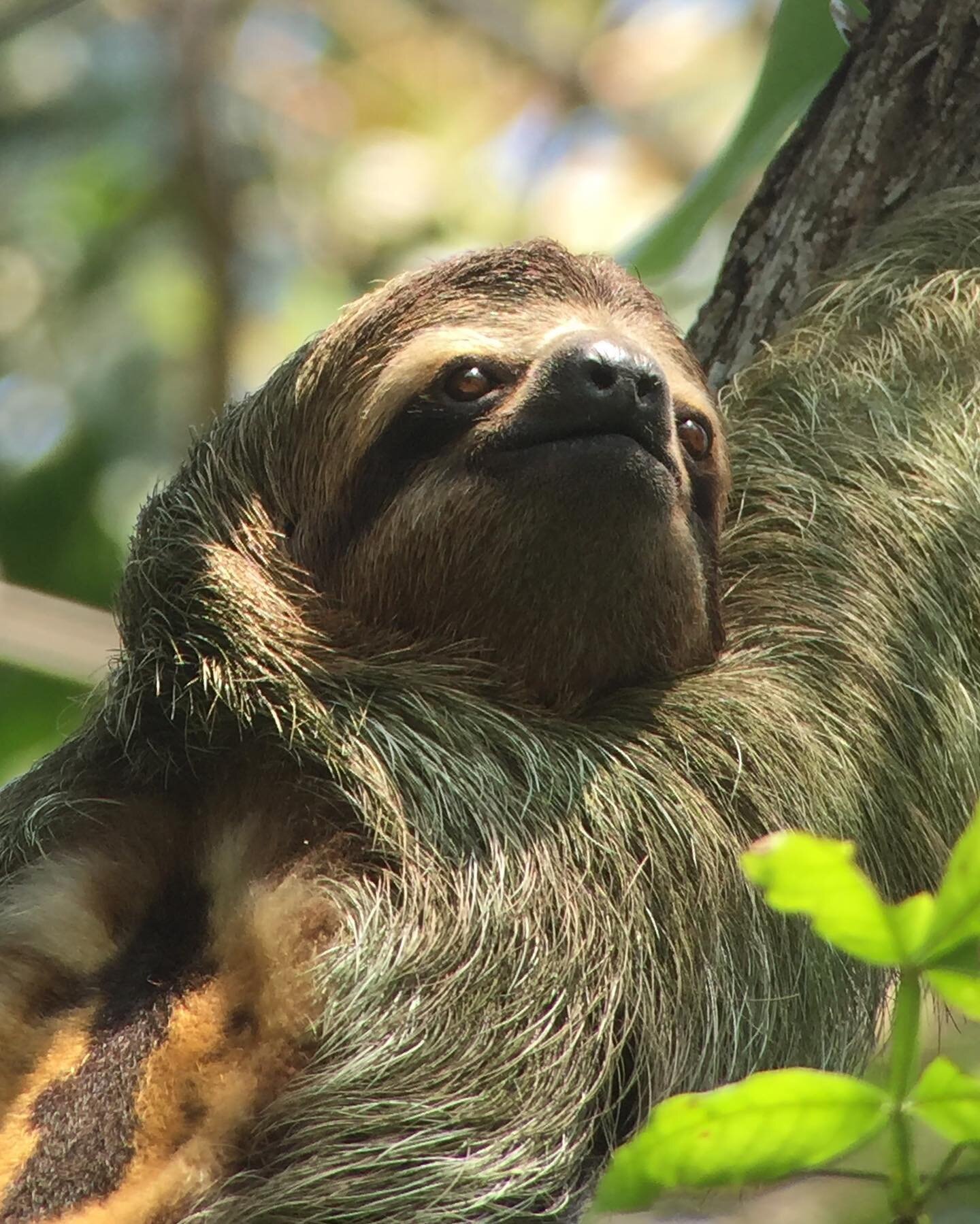 Throwback to when I snapped these pics of a three-toed sloth in Manuel Antonio, Costa Rica. What&rsquo;s kinda wild is the picture was taken by holding my iPhone&rsquo;s camera up to the eye hole of a digiscope! 

Pretty sure my patronus would be a s