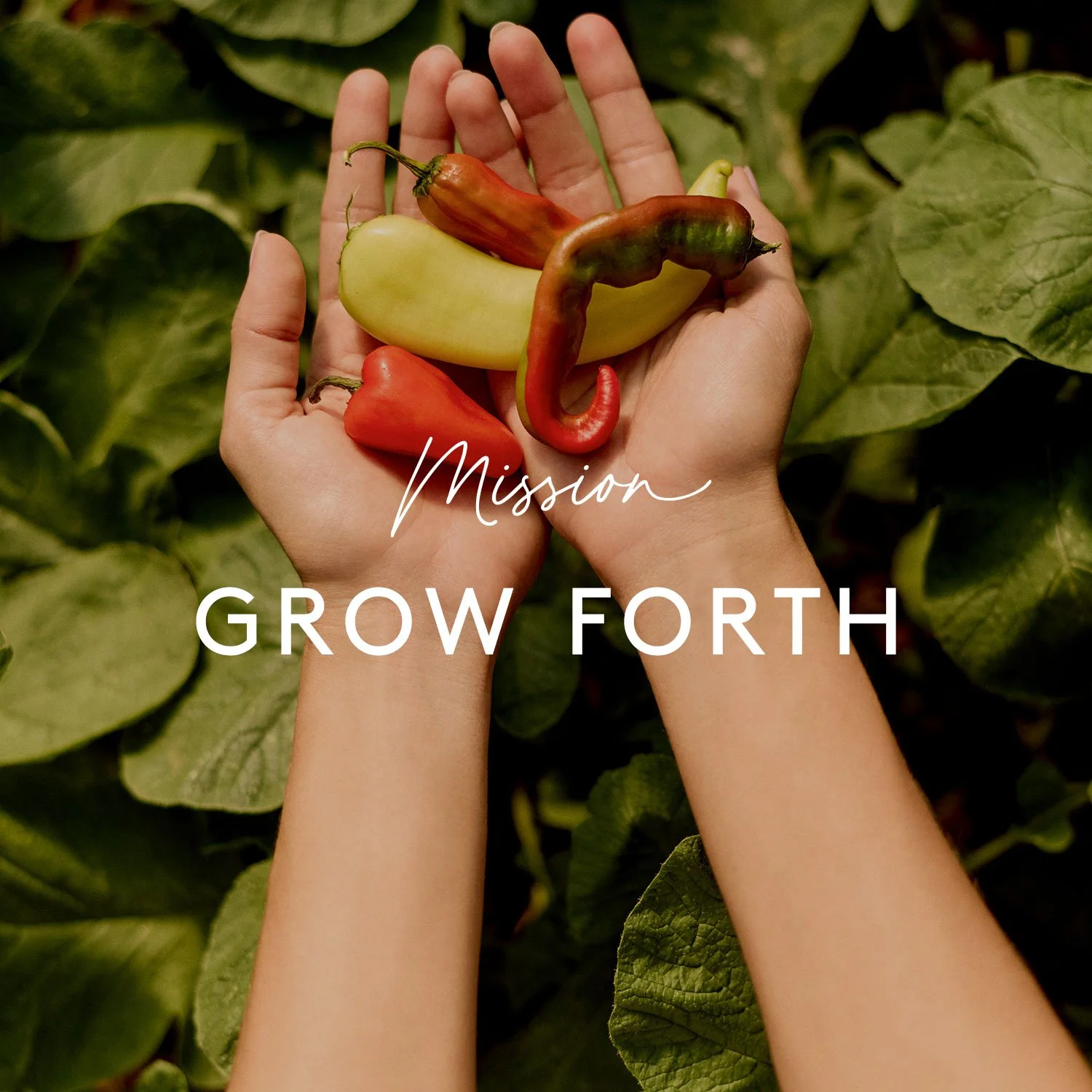 1H_Work_1500x1500_005 (1).jpg