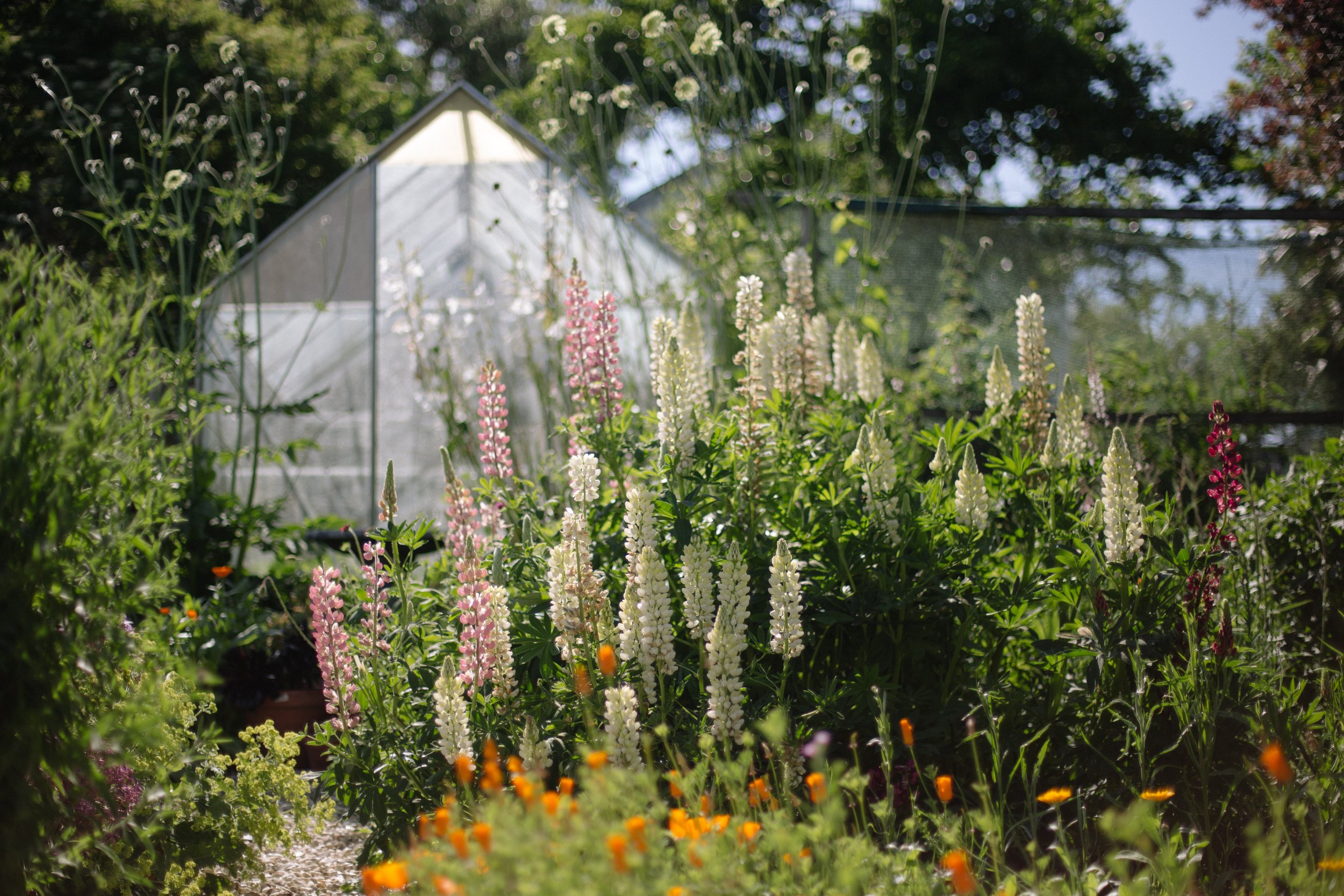 Atlantic Distillery organically certified smallholding near Newquay in Cornwall with one of the greenhouses and botanical beds that support the pollinators