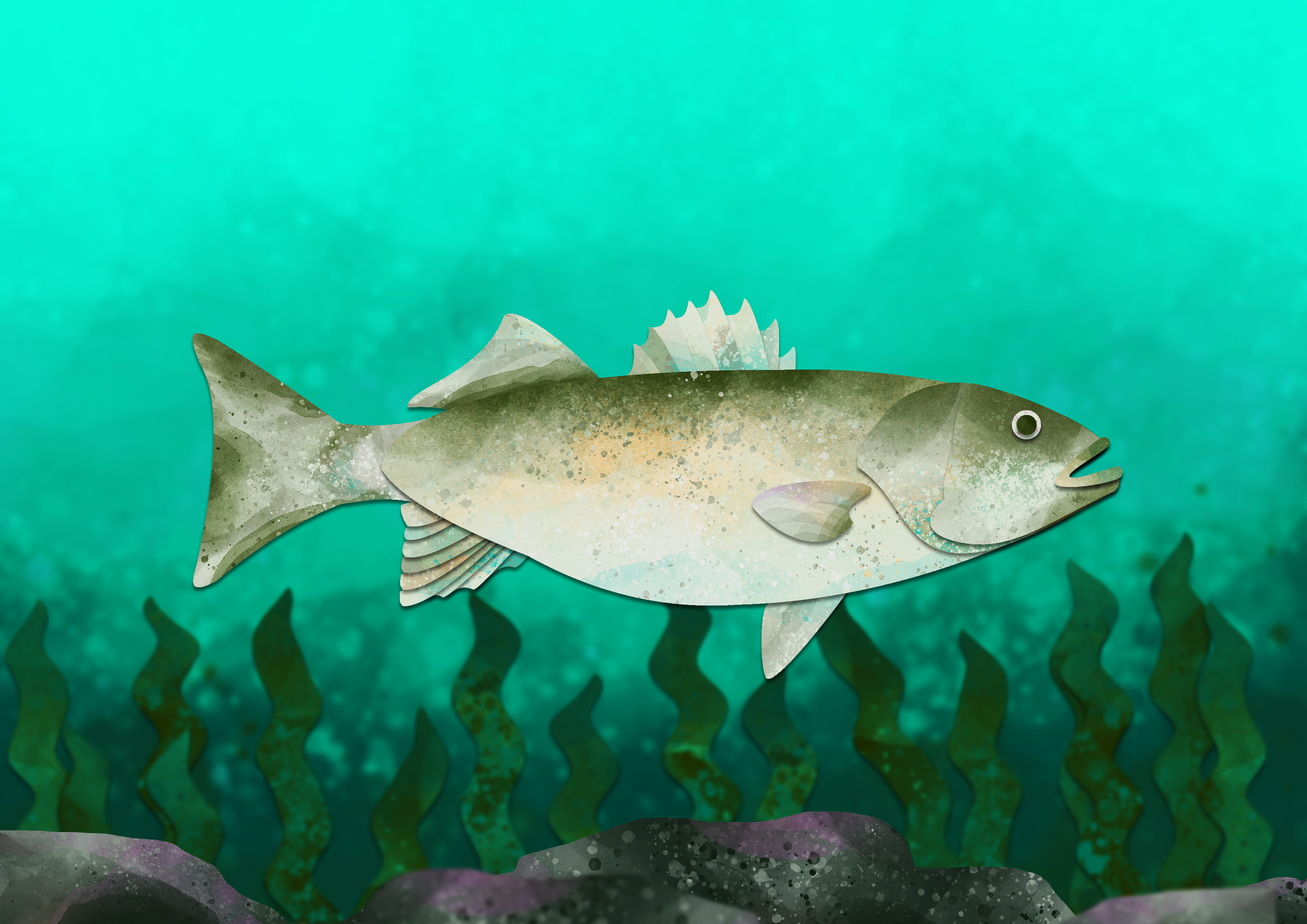 sea bass.png