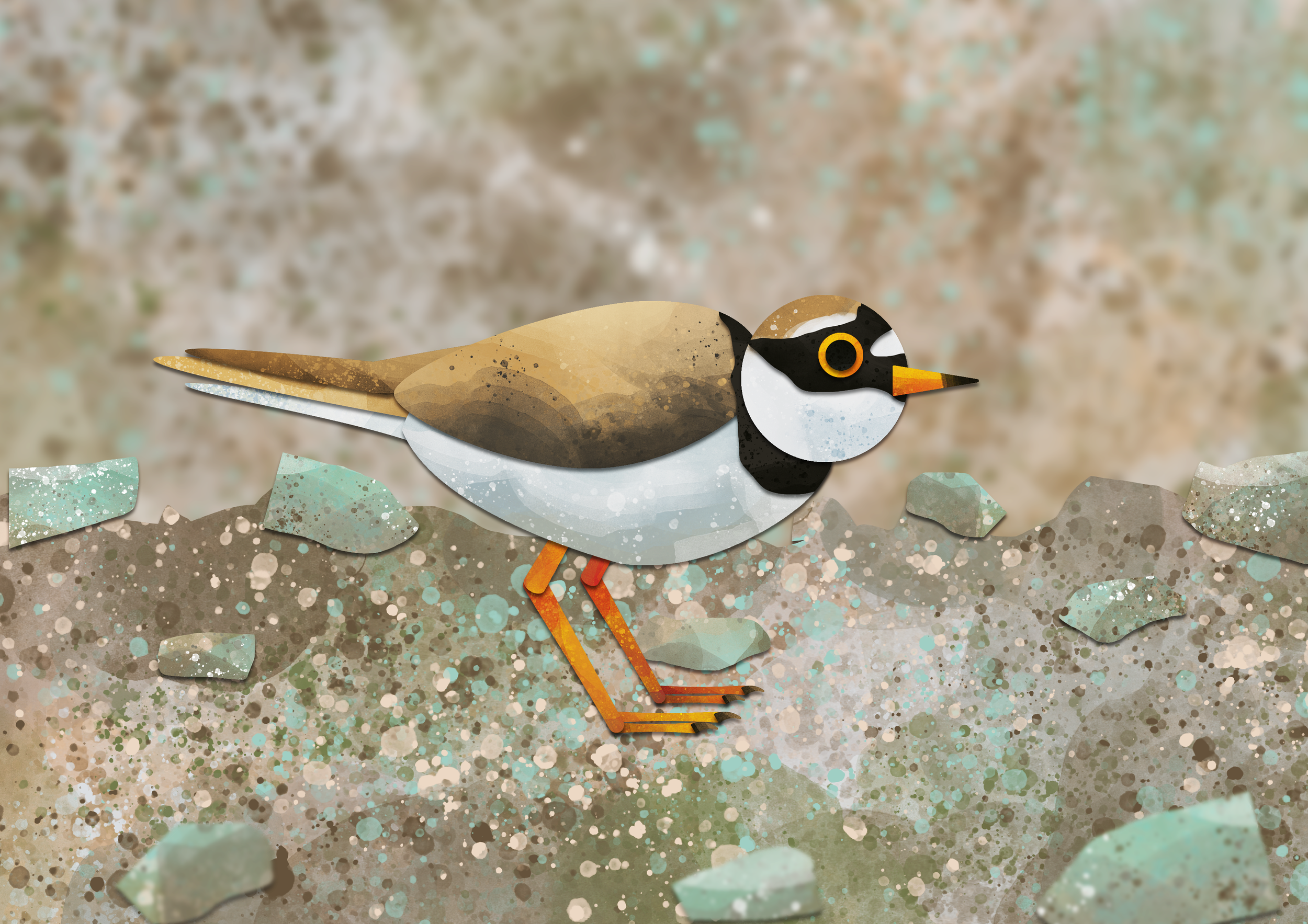 Ringed plover.png