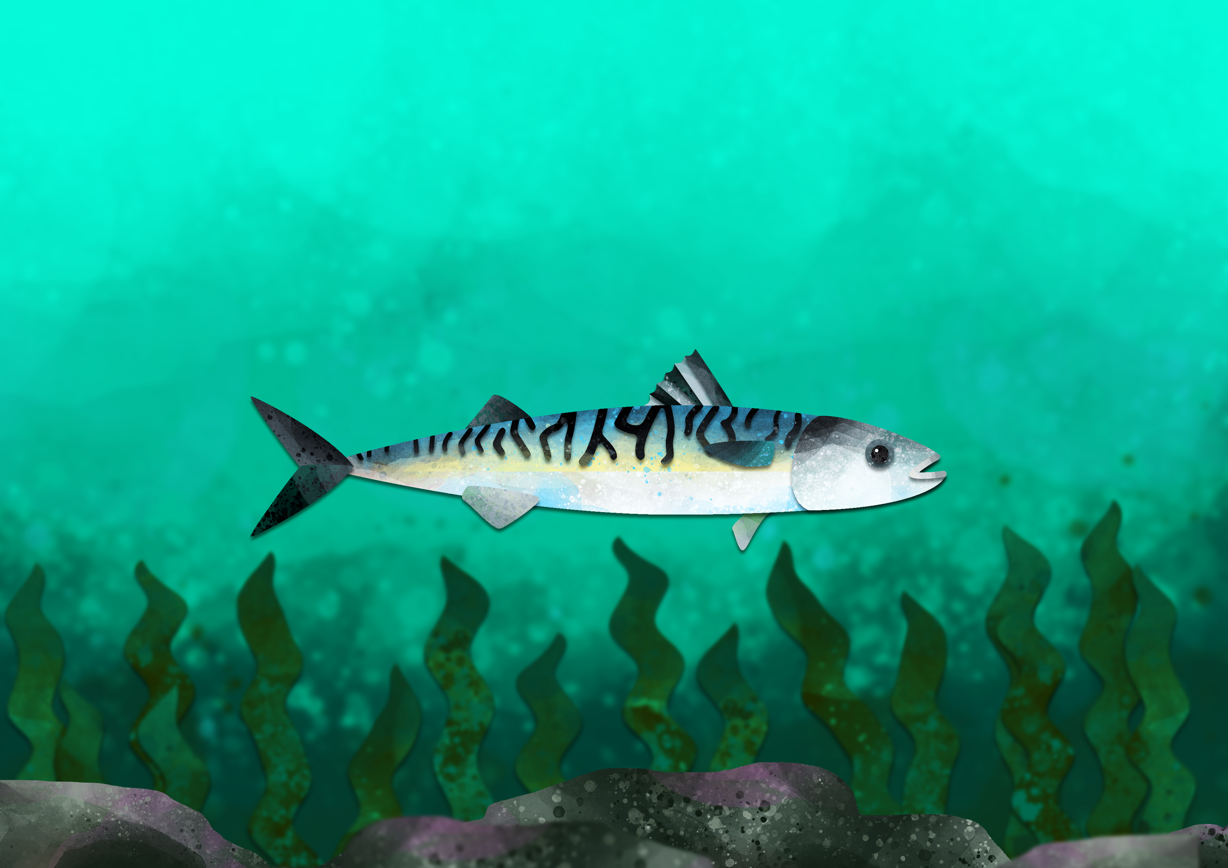 mackeral.png
