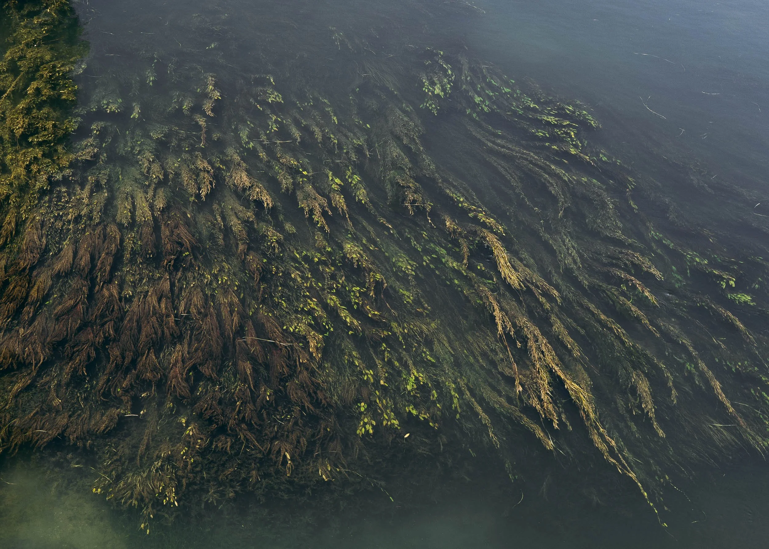 Lake Shkodër, Albania