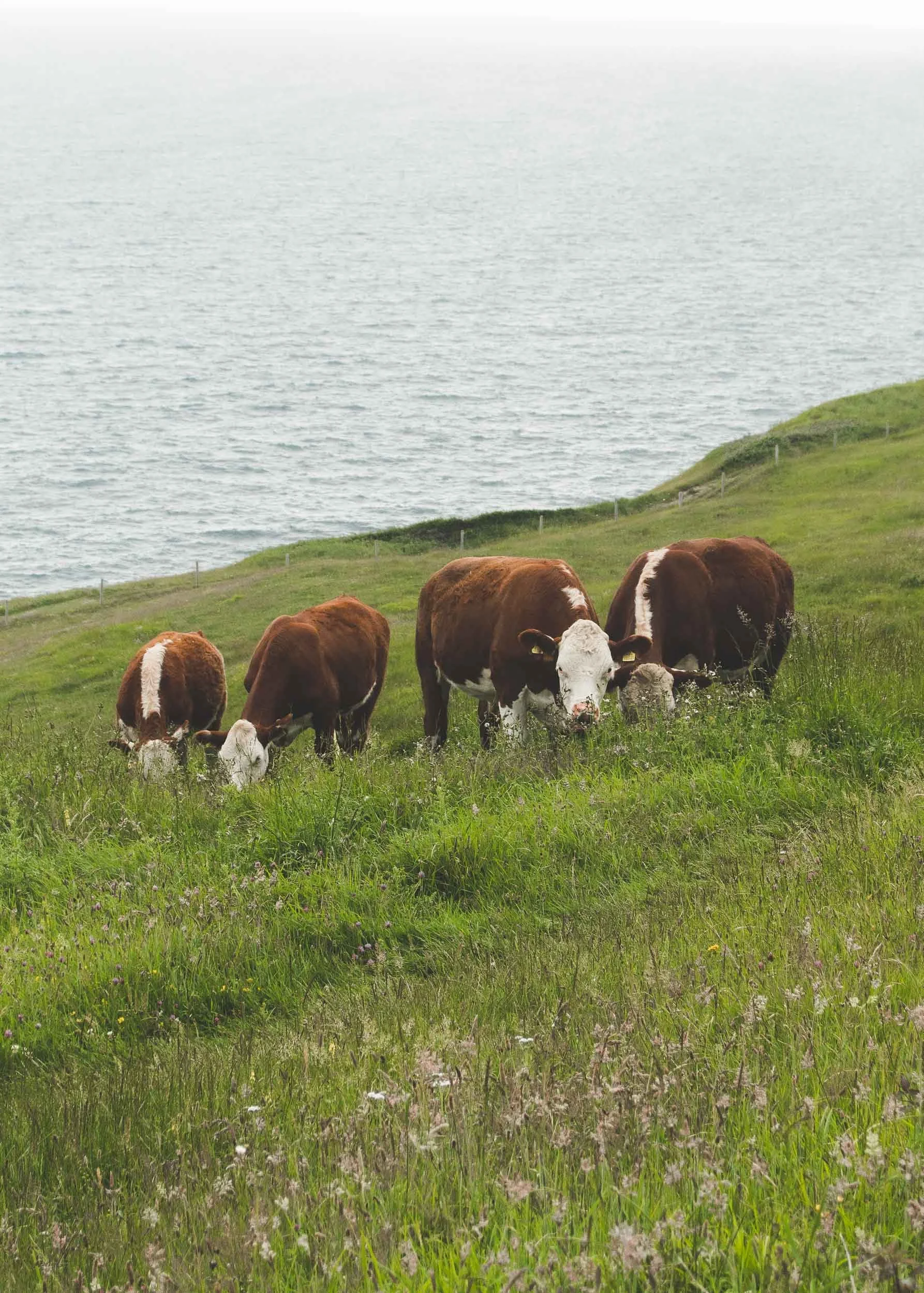 Isle of Purbeck, Dorset, England