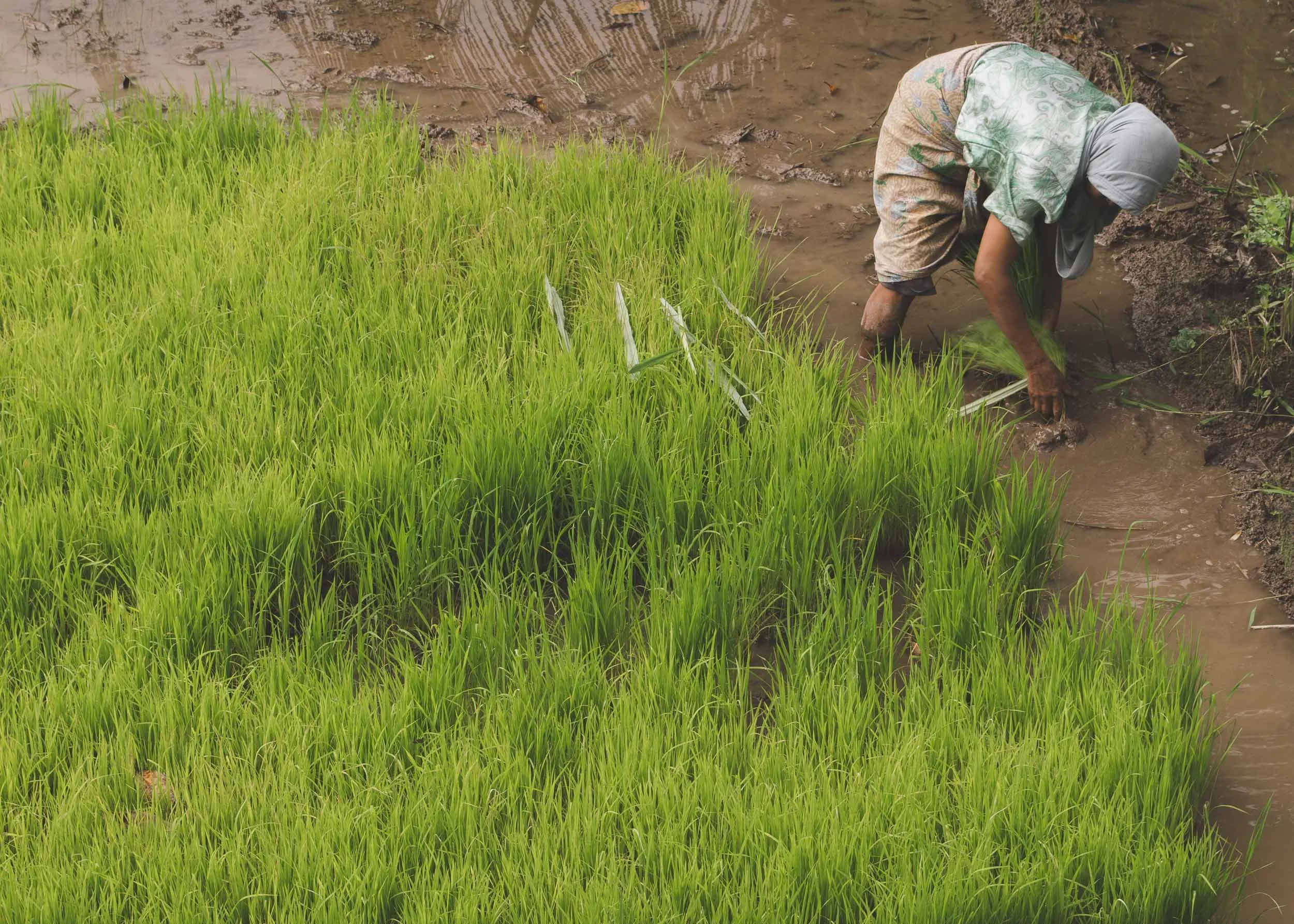 Tetebatu, Lombok, Indonesia