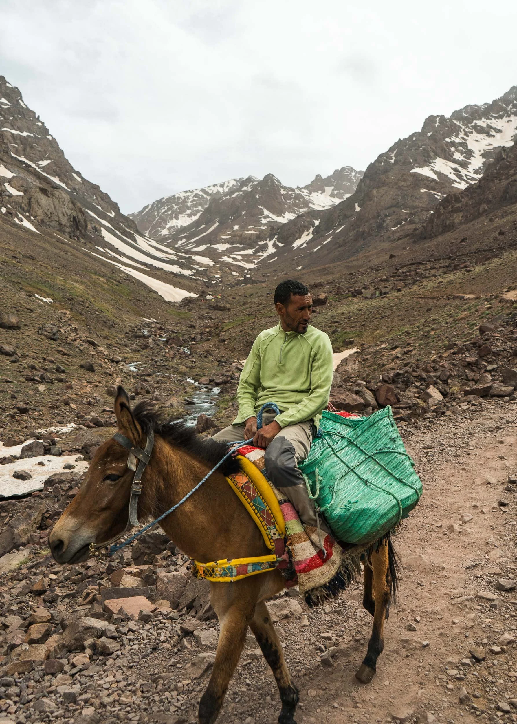 Port and mule, Mount Toubkal, Morocco