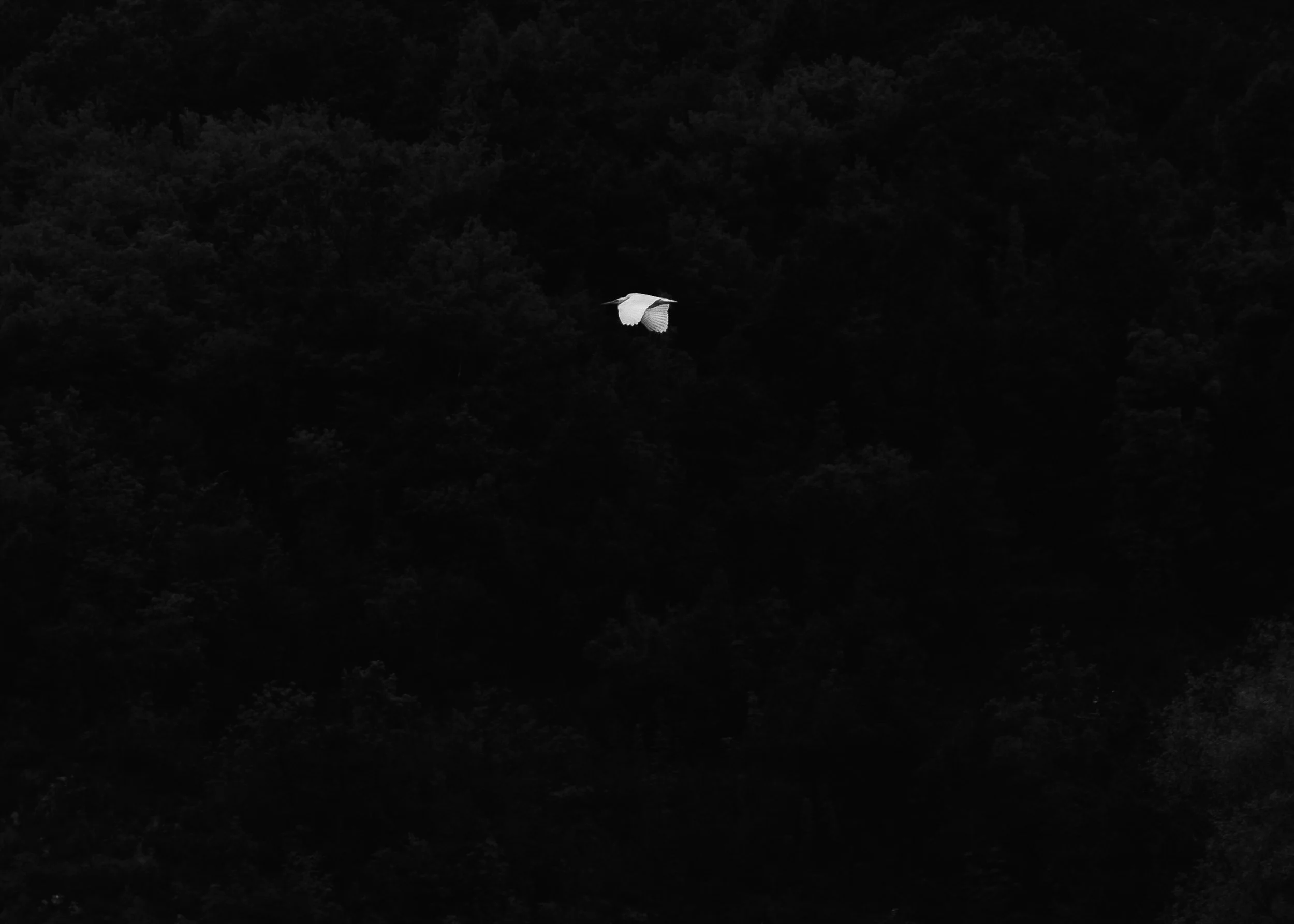 Egret in flight, Lake Skadar, Montenegro