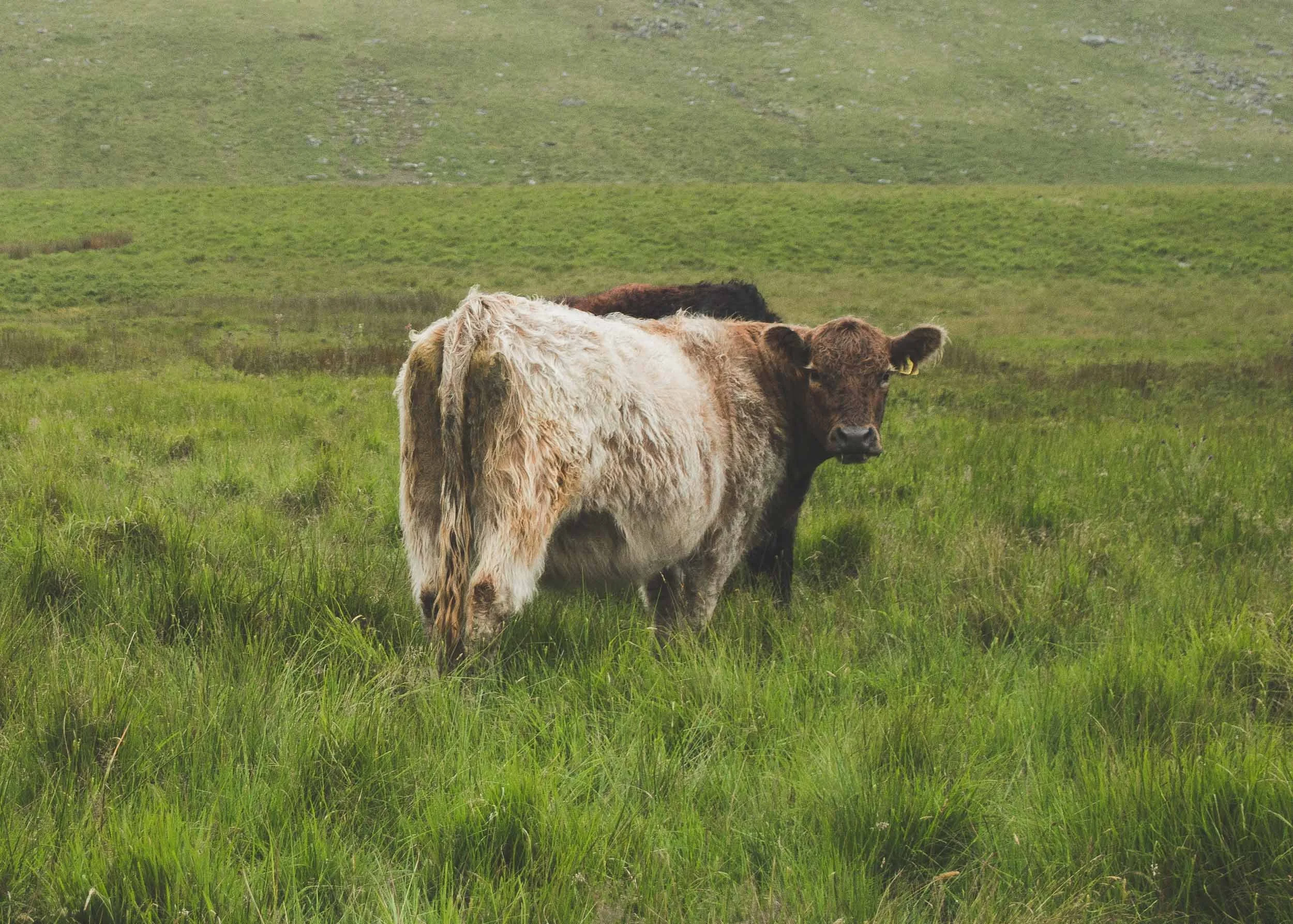 Wasdale, Cumbria ,England