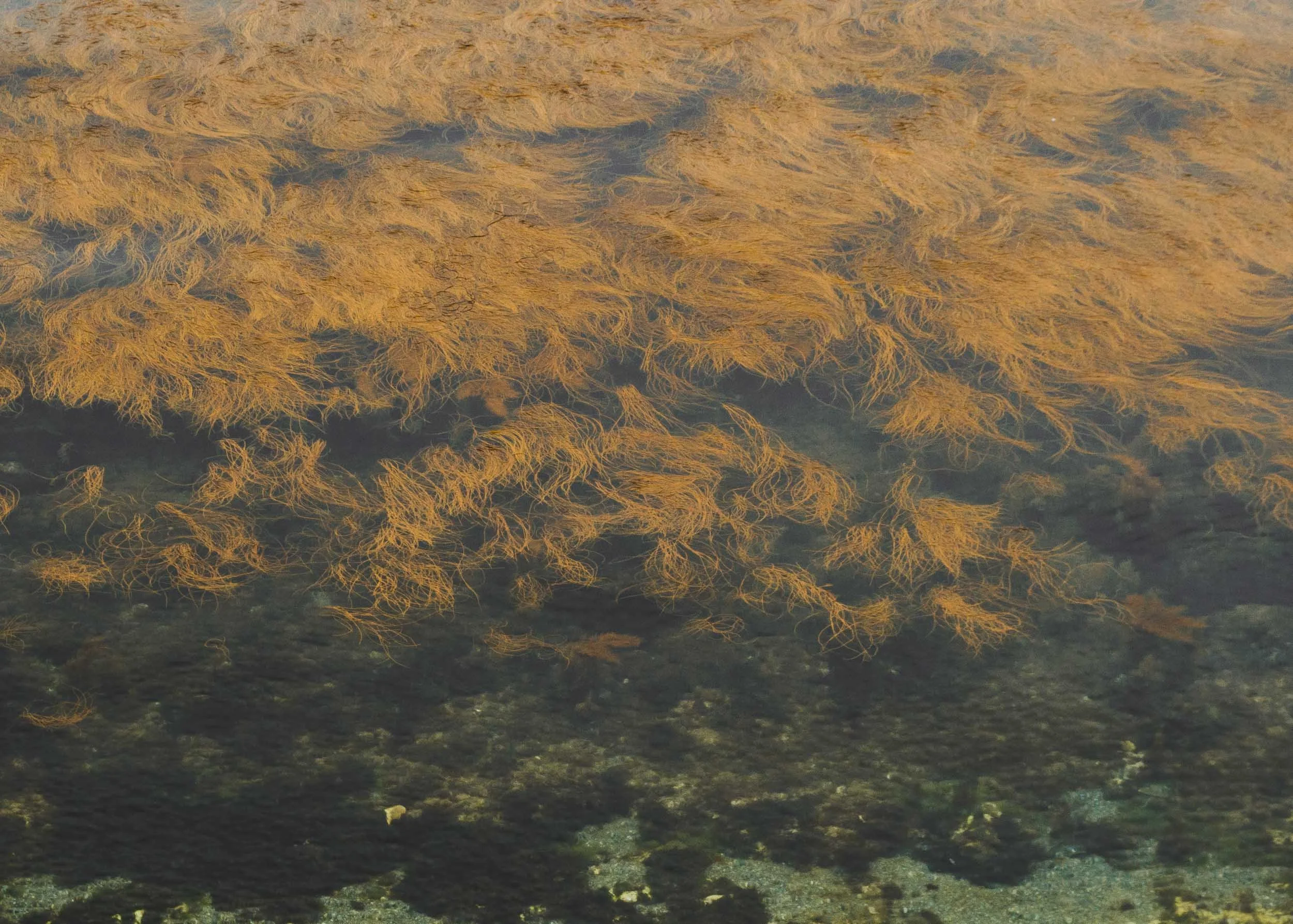 Butter Rock, Dorset, England
